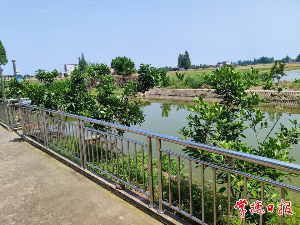 大溶湖村农户院前枳壳照片.jpg