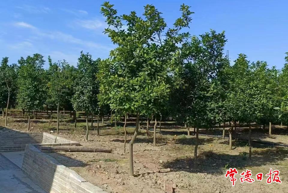 大溶湖村中草药种植园照片.jpg